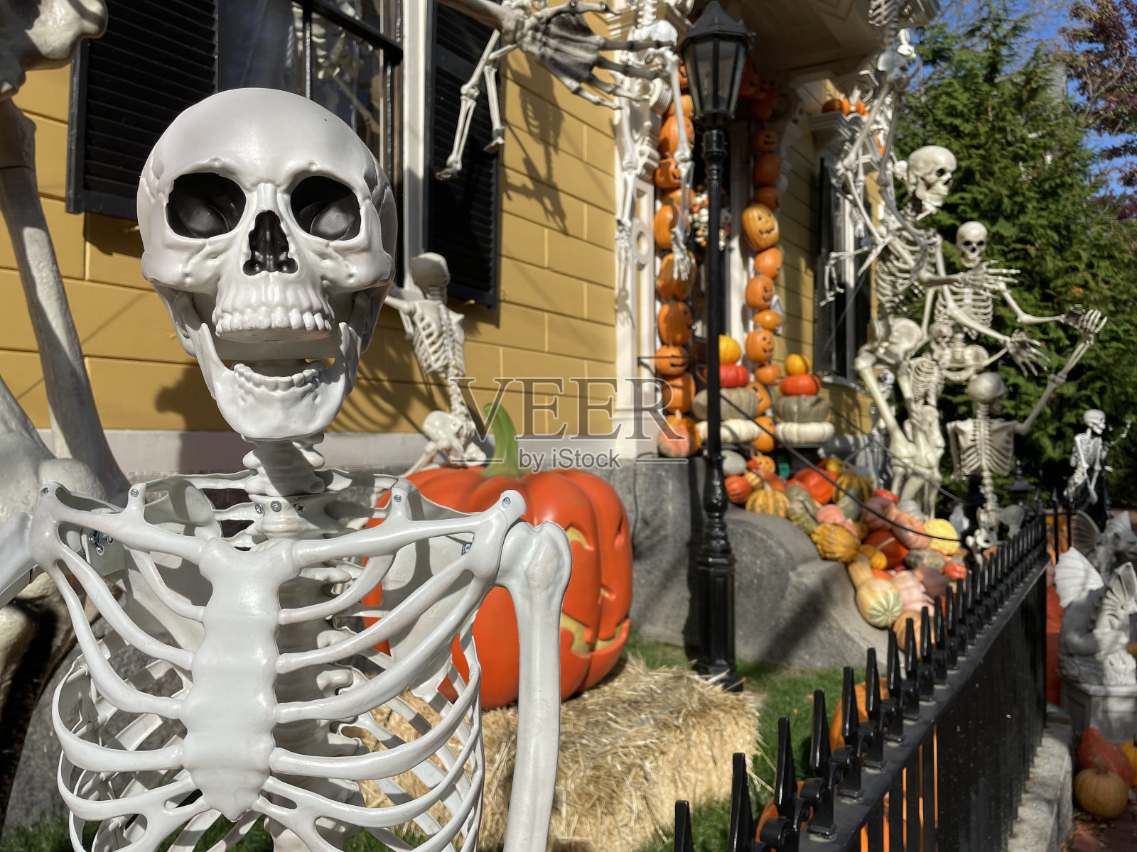 人体骨骼装饰照片摄影图片