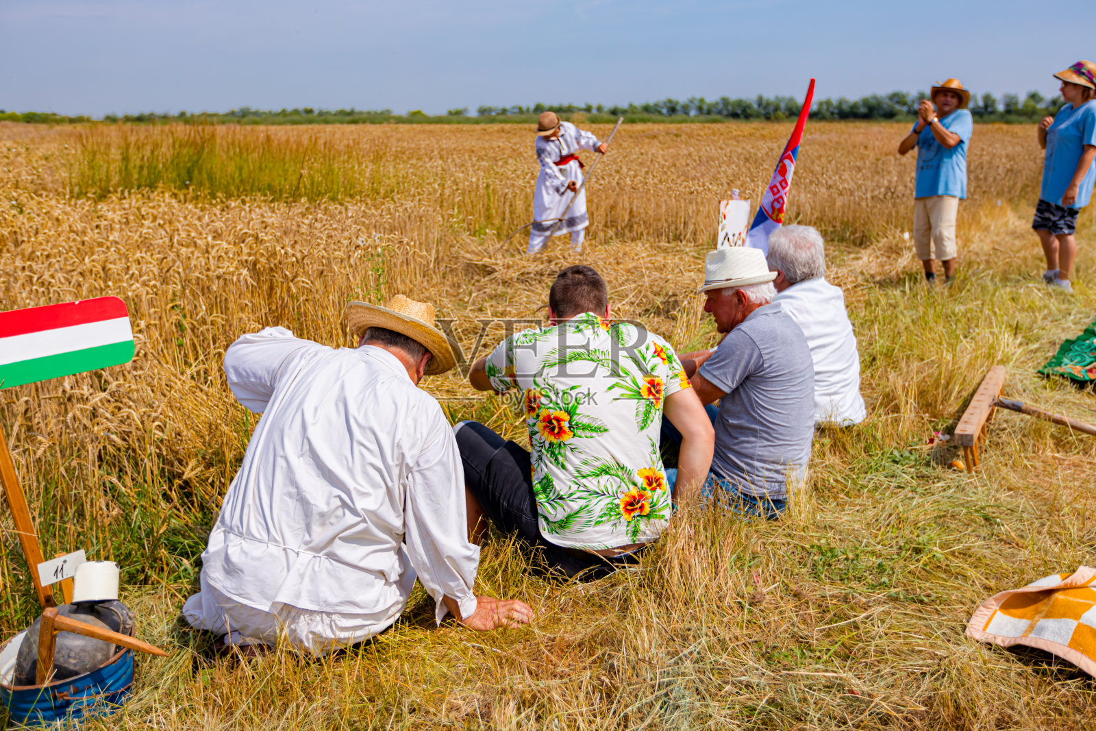 人们传统地观察割小麦照片摄影图片