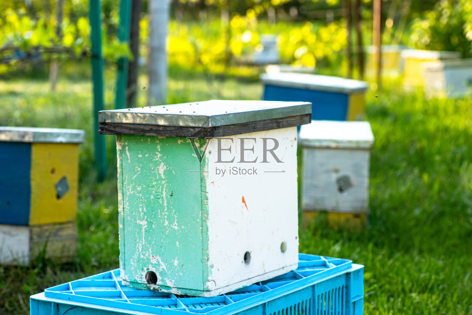 微型蜂箱定位为季节性繁殖的蜂群在花园里。培育蜂王的核心蜂房。人工授精蜜蜂的概念照片摄影图片