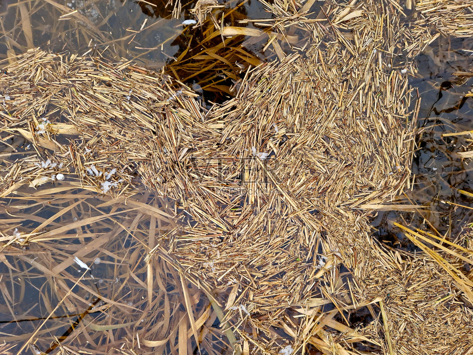 洪水中漂浮的木头和针叶残骸。它漂浮在水面上，形成了米色稻草和湿反射的奇妙拼贴画照片摄影图片