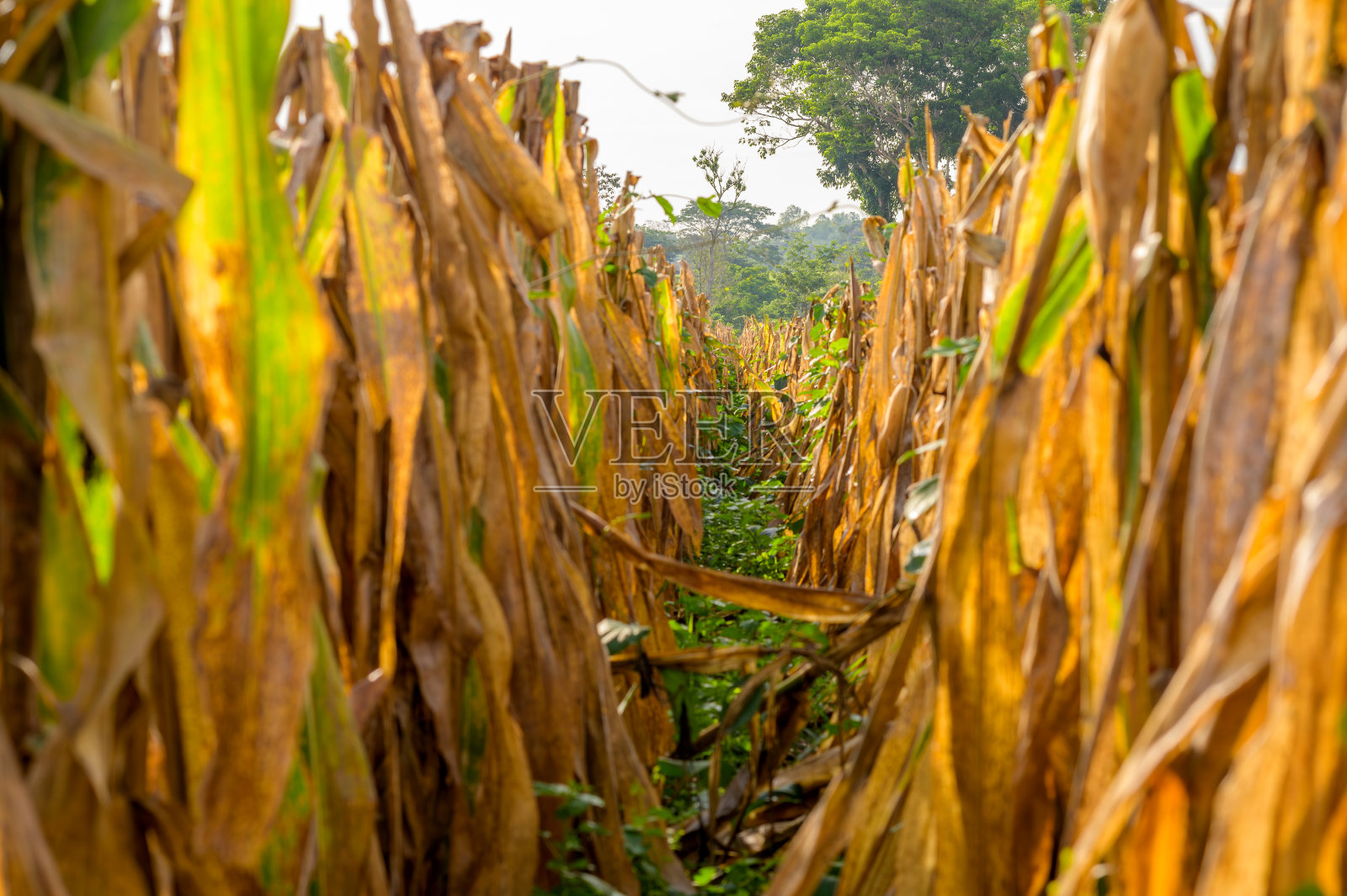 干玉米植株。照片摄影图片