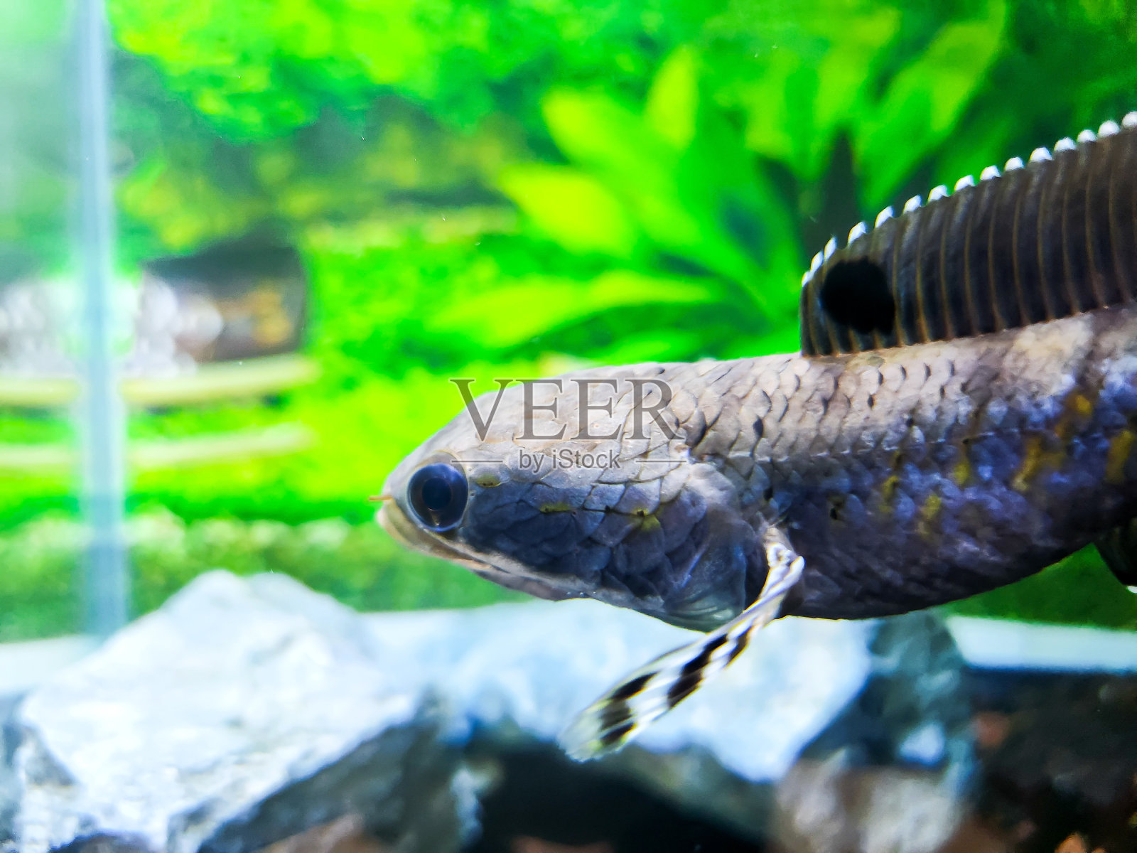 鱼缸里的鱼软木或水芹照片摄影图片