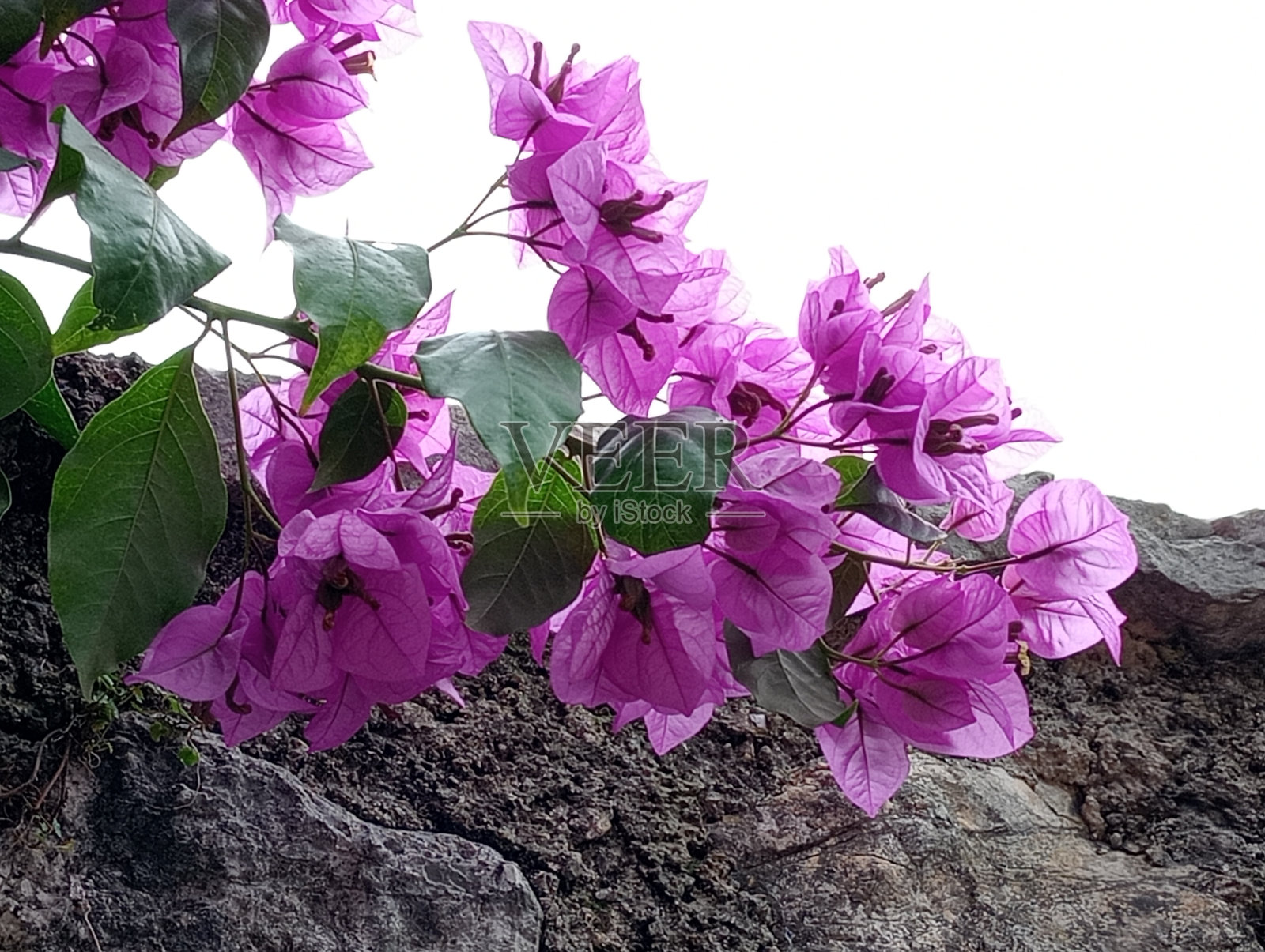 Bouganville照片摄影图片