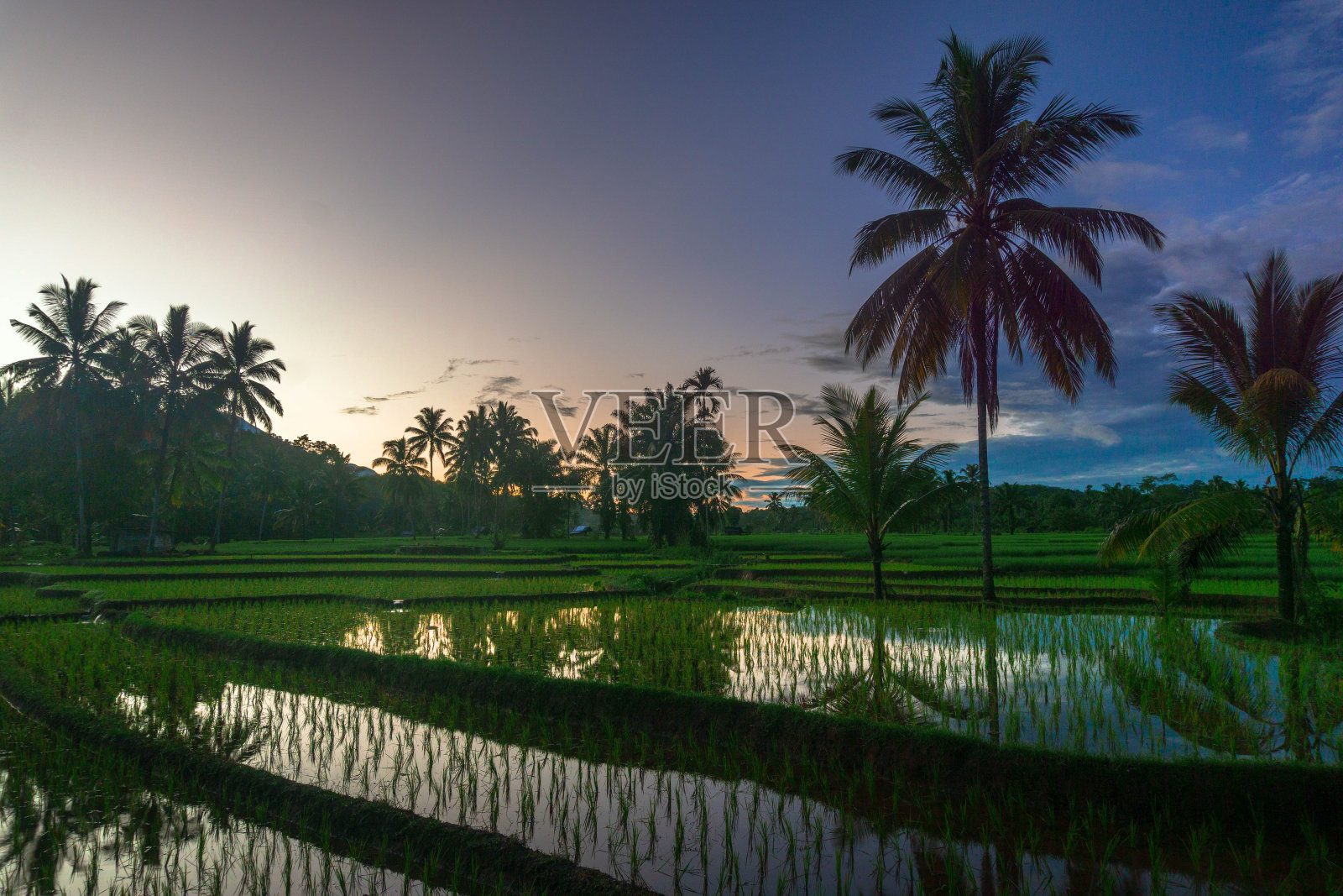 美丽的晨景印尼全景景观稻田与美丽的色彩和天空的自然光照片摄影图片