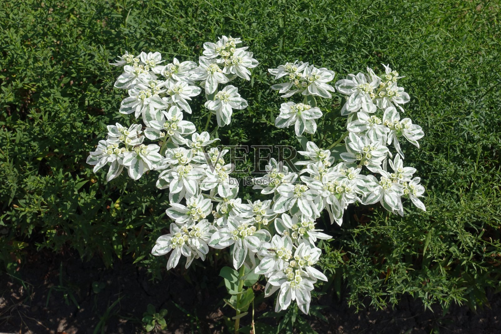 8月中旬的大戟花照片摄影图片