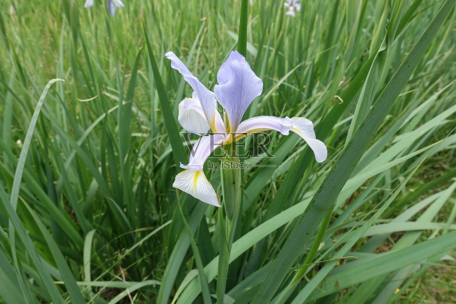 五月一朵淡紫色的鸢尾花照片摄影图片