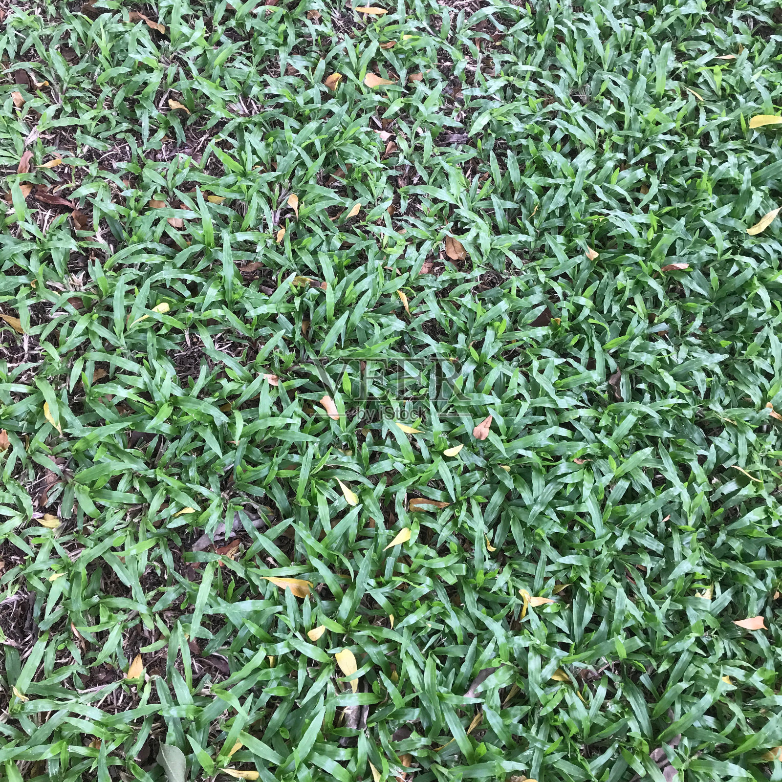 马来语草地绿地照片摄影图片