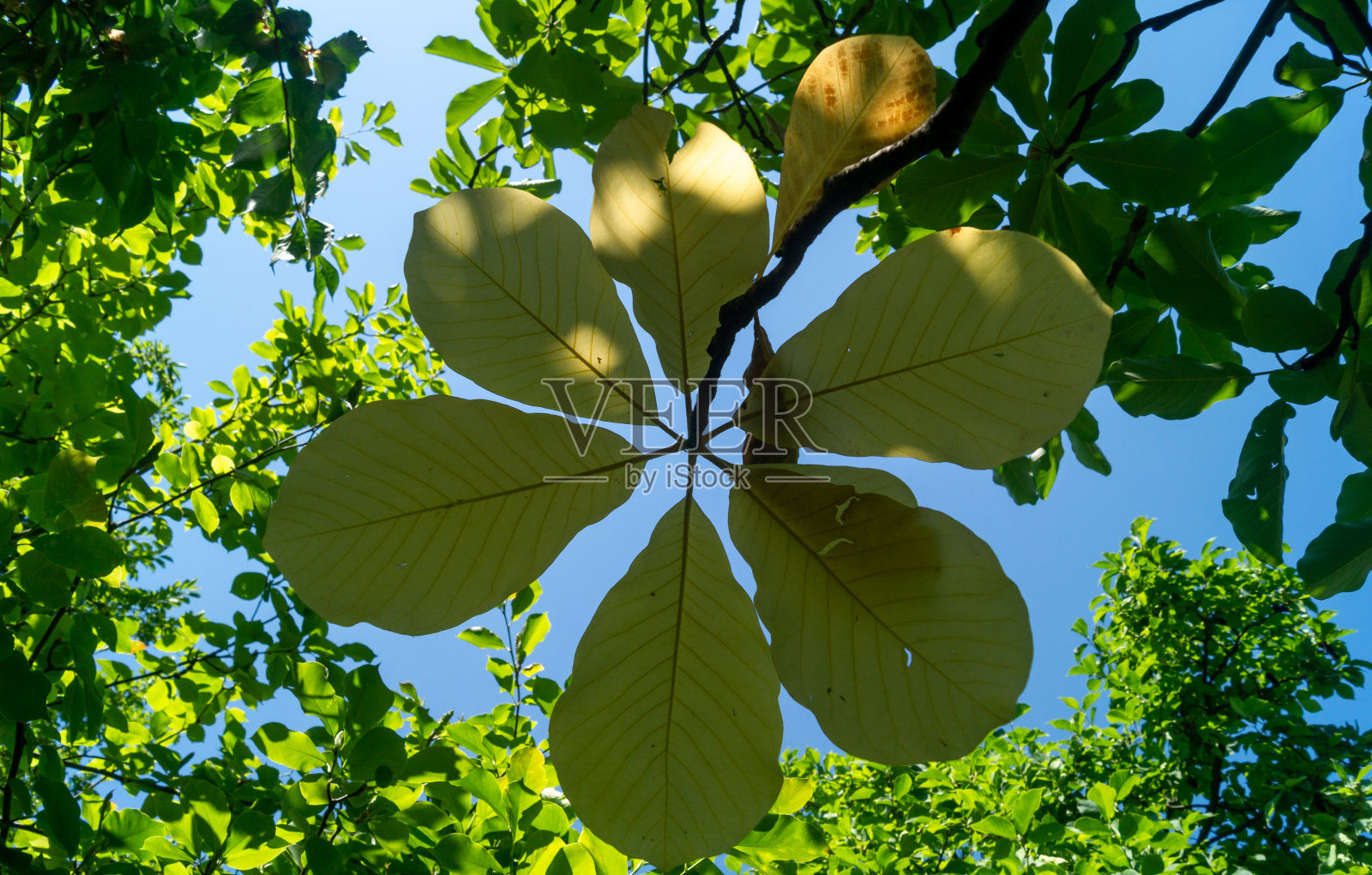 一棵树宽阔的黄色叶子，从下面看蓝天的背景照片摄影图片