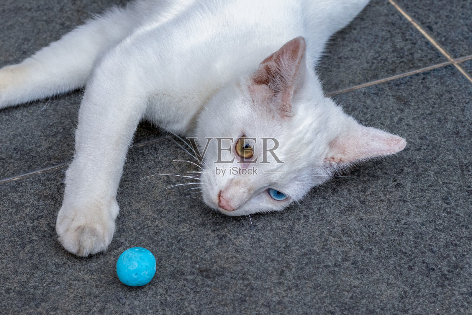 患有虹膜异色症的猫照片摄影图片