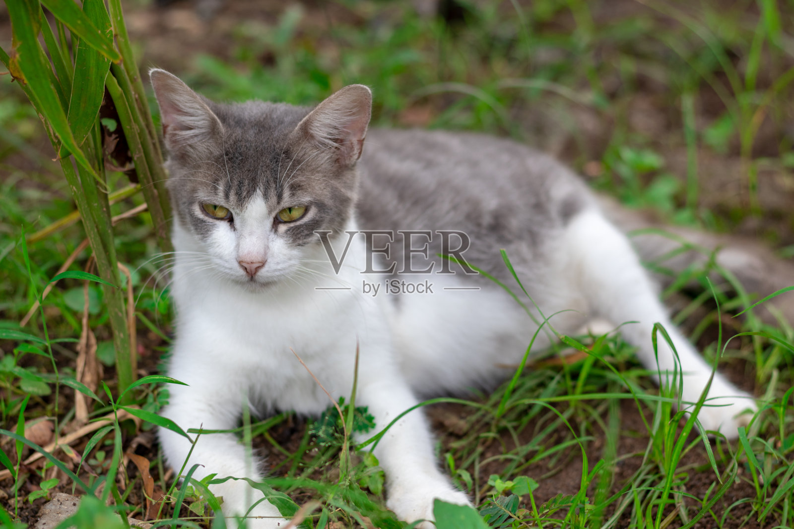 看到一只黑白相间的猫。照片摄影图片