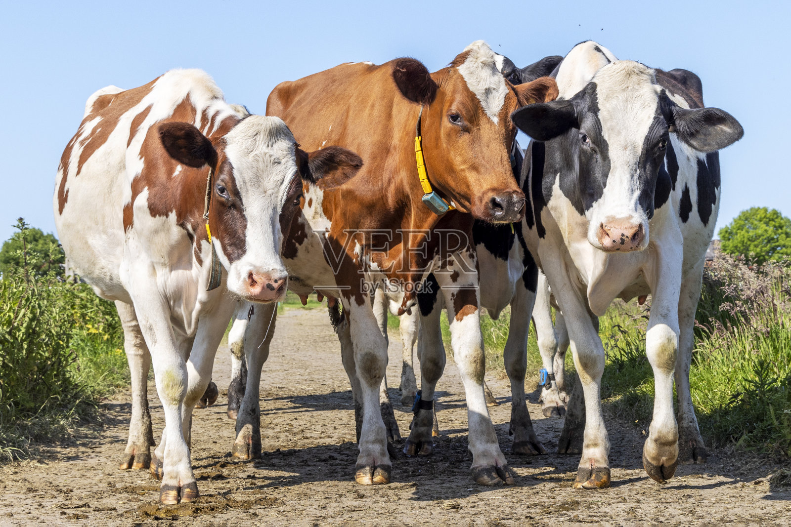 一群奶牛聚集在田野的小路上，快乐而快乐，天空一片蔚蓝照片摄影图片