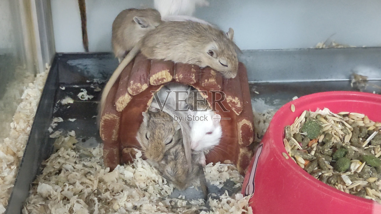 沙鼠老鼠在一个容器里。一群沙鼠在睡觉，一些在散步。照片摄影图片