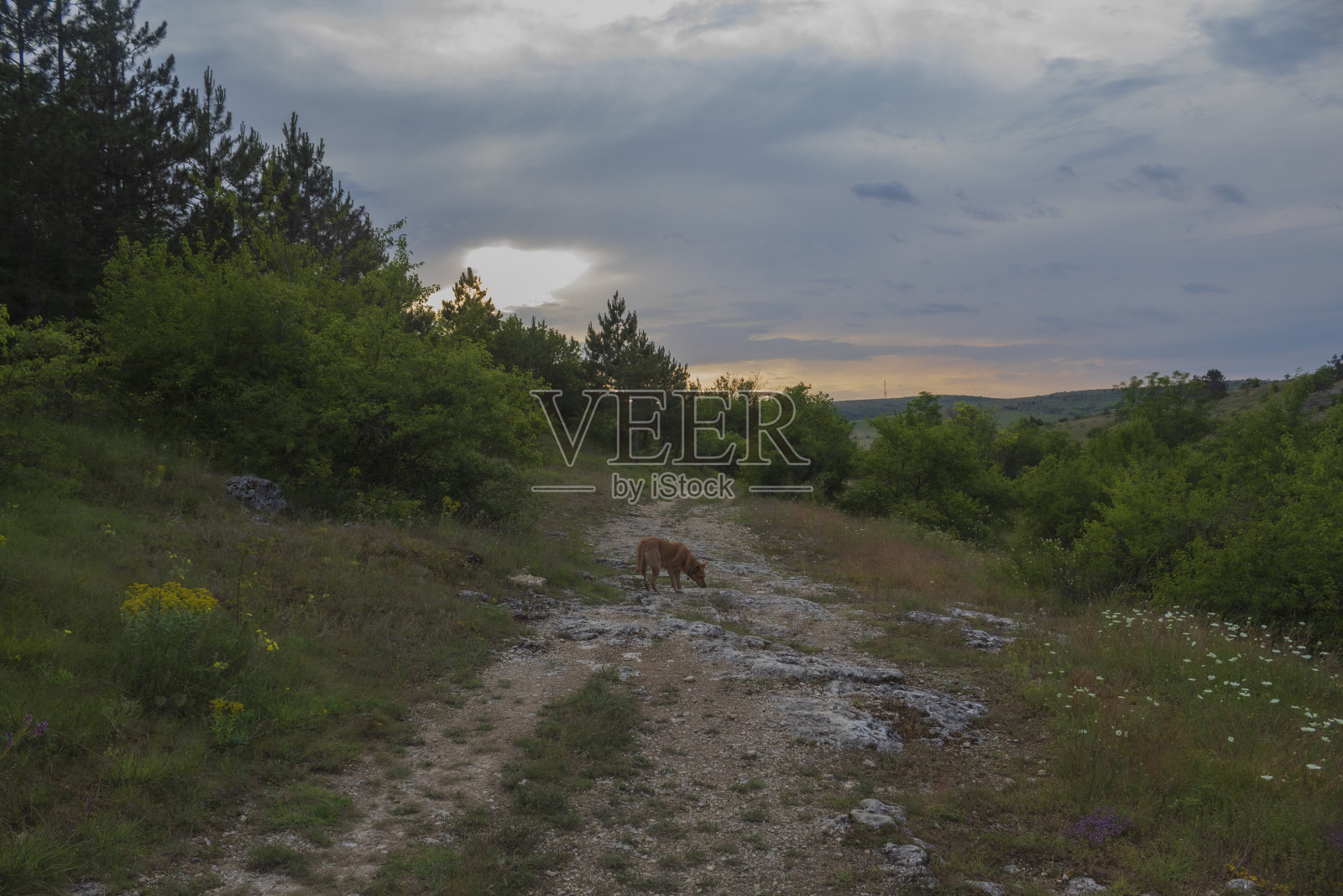 景观-森林-欧洲，罗马尼亚照片摄影图片