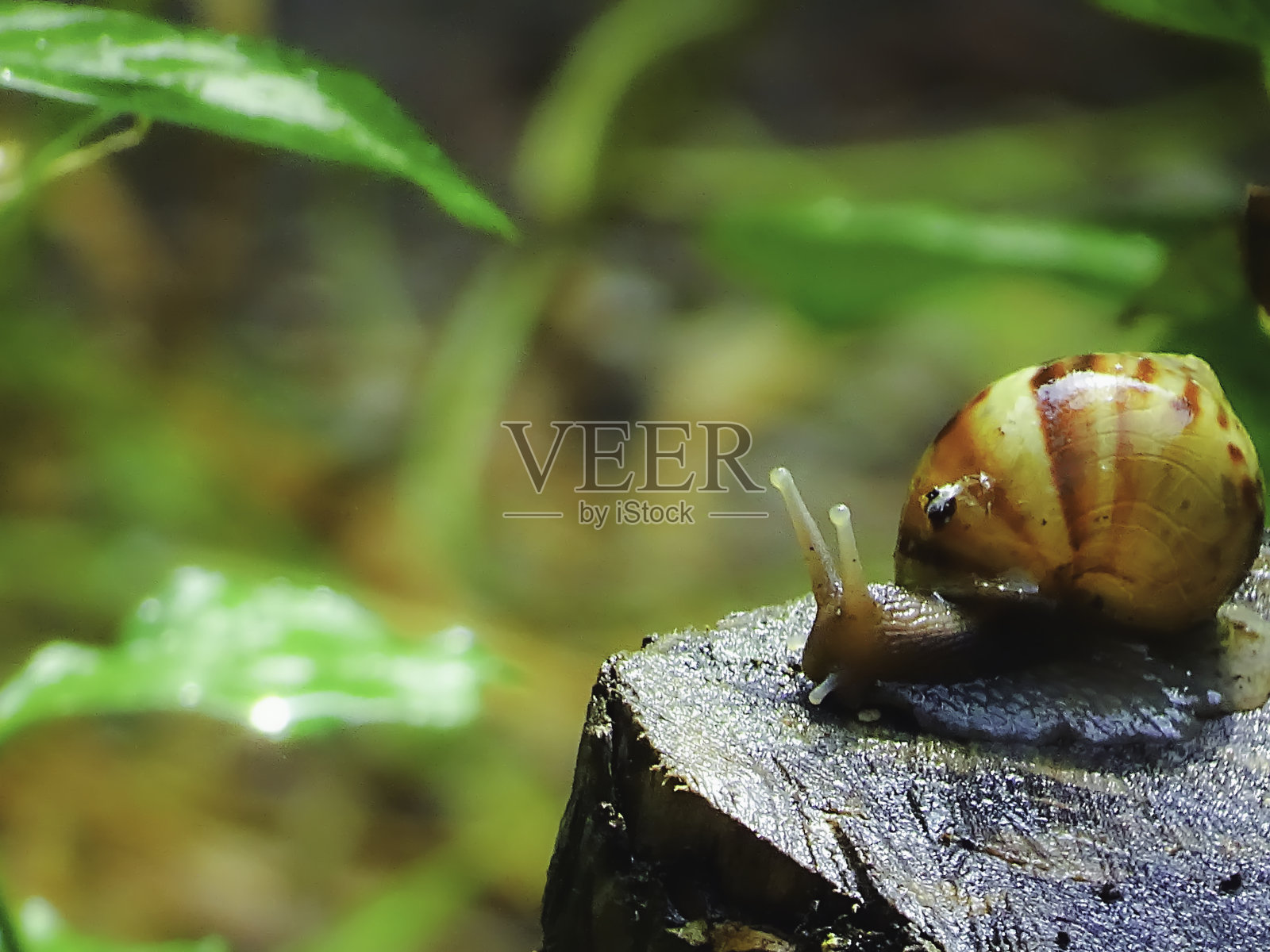 一只蜗牛在花园中探索的微距图像照片摄影图片