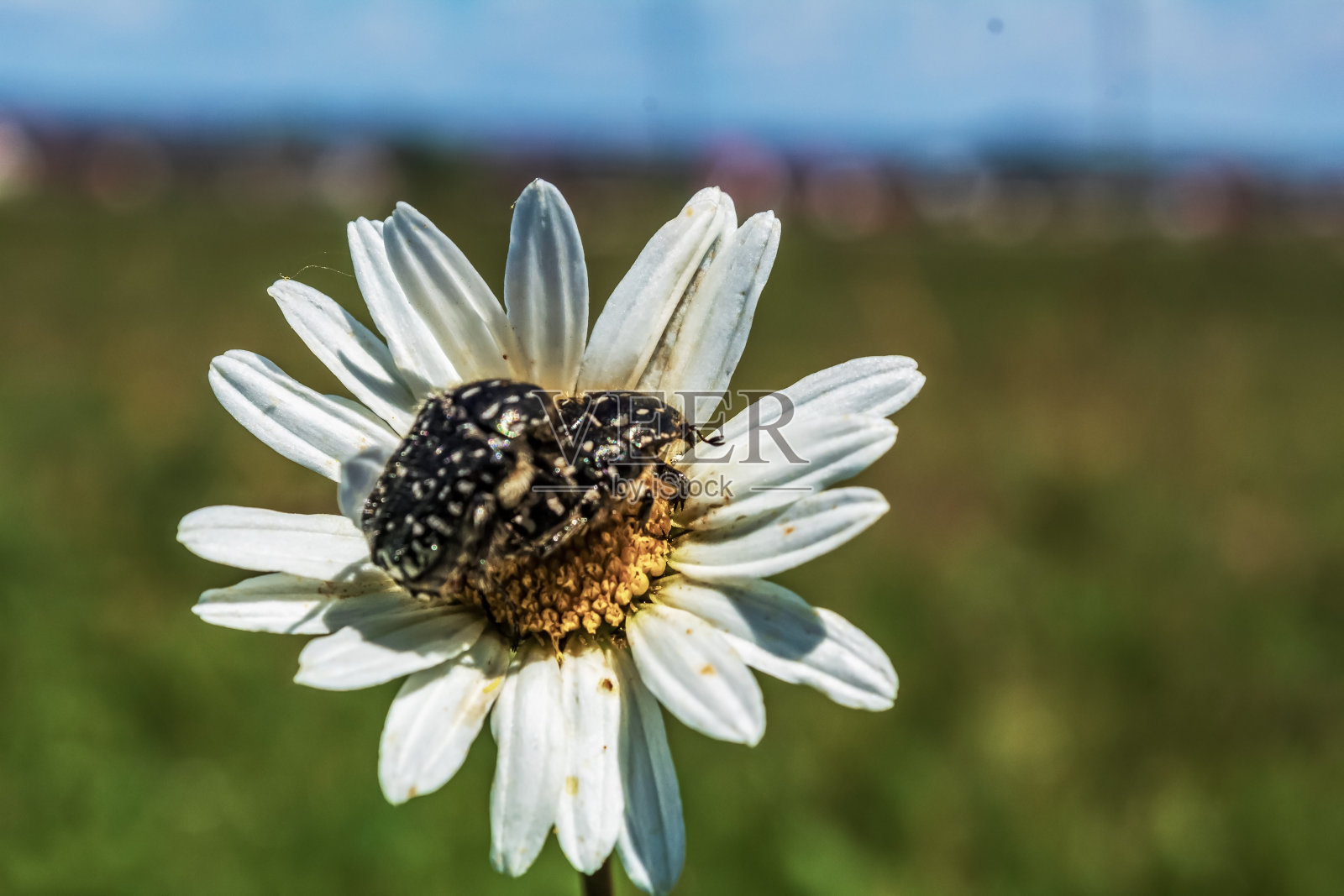 宏观森林-欧洲，罗马尼亚，木薯地区照片摄影图片