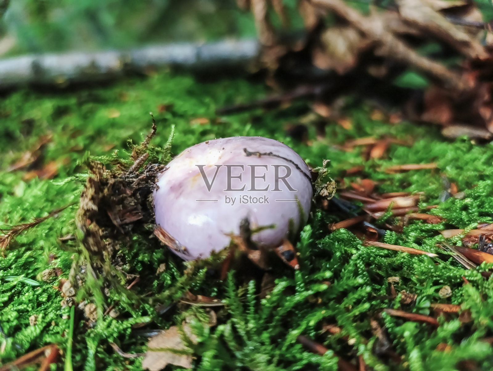 宏观森林-欧洲，罗马尼亚，木薯地区照片摄影图片