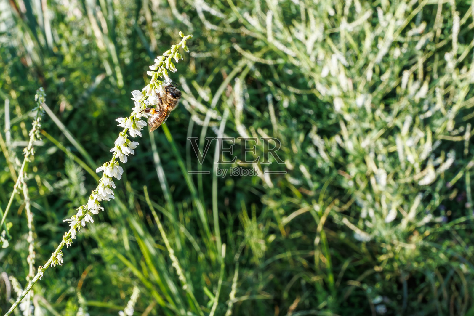 蜜蜂在白花上飞舞，白三叶草，白风铃花，白三叶草。选择性聚焦绿色散景背景-白杨-蜜蜂照片摄影图片