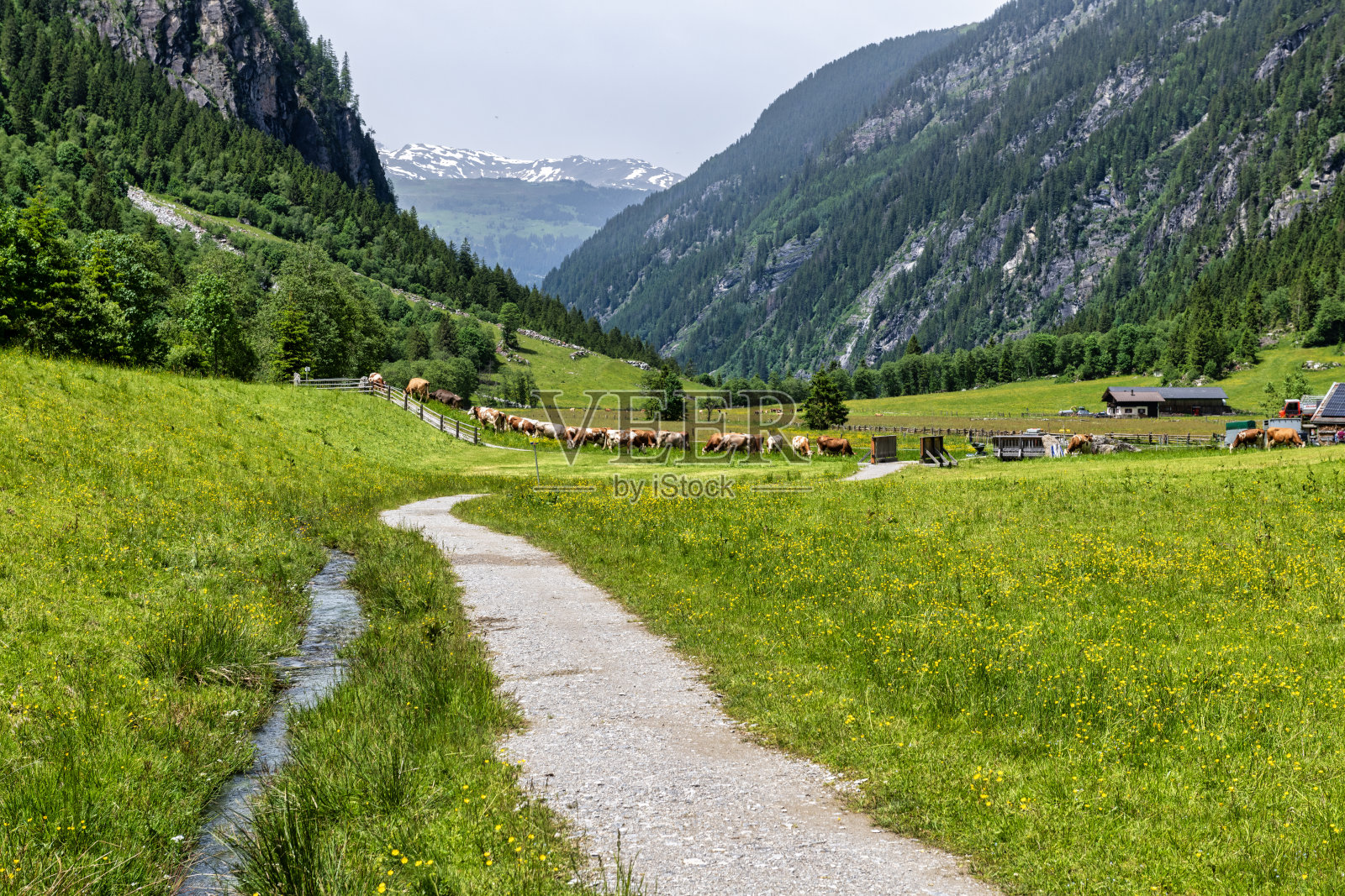 美丽的Stilluptal山谷，也被称为瀑布谷和牛在欧洲奥地利的Mayrhofen附近吃草照片摄影图片