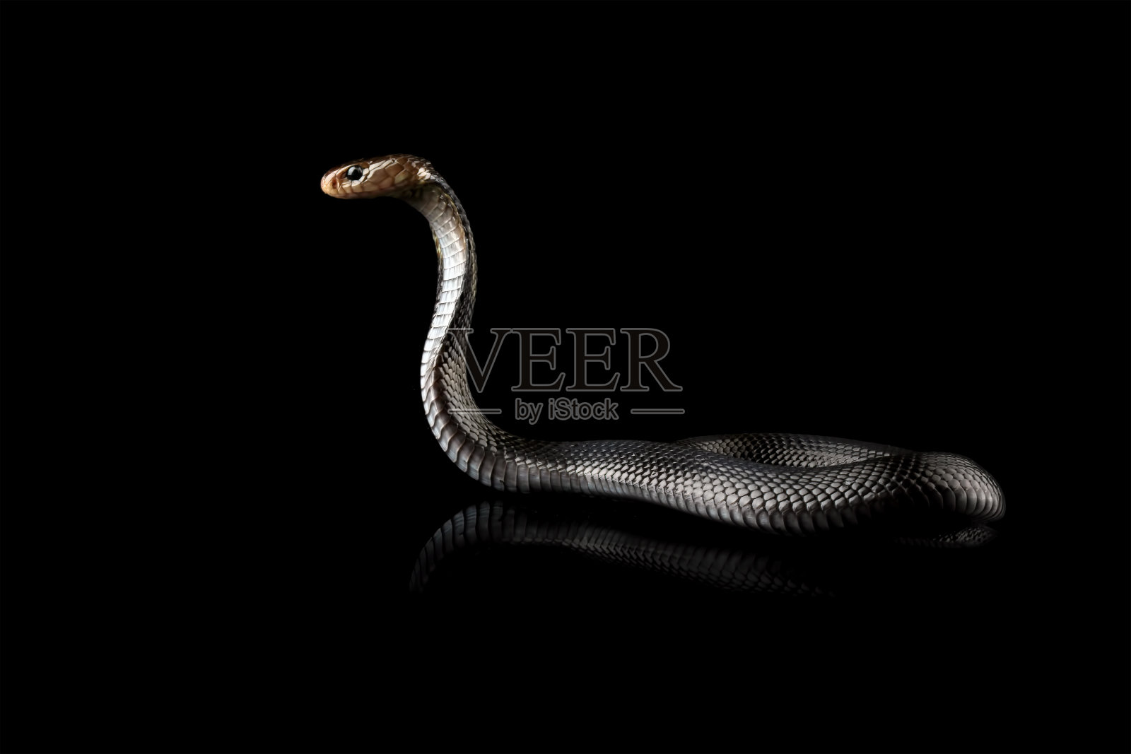 爪哇眼镜蛇照片摄影图片