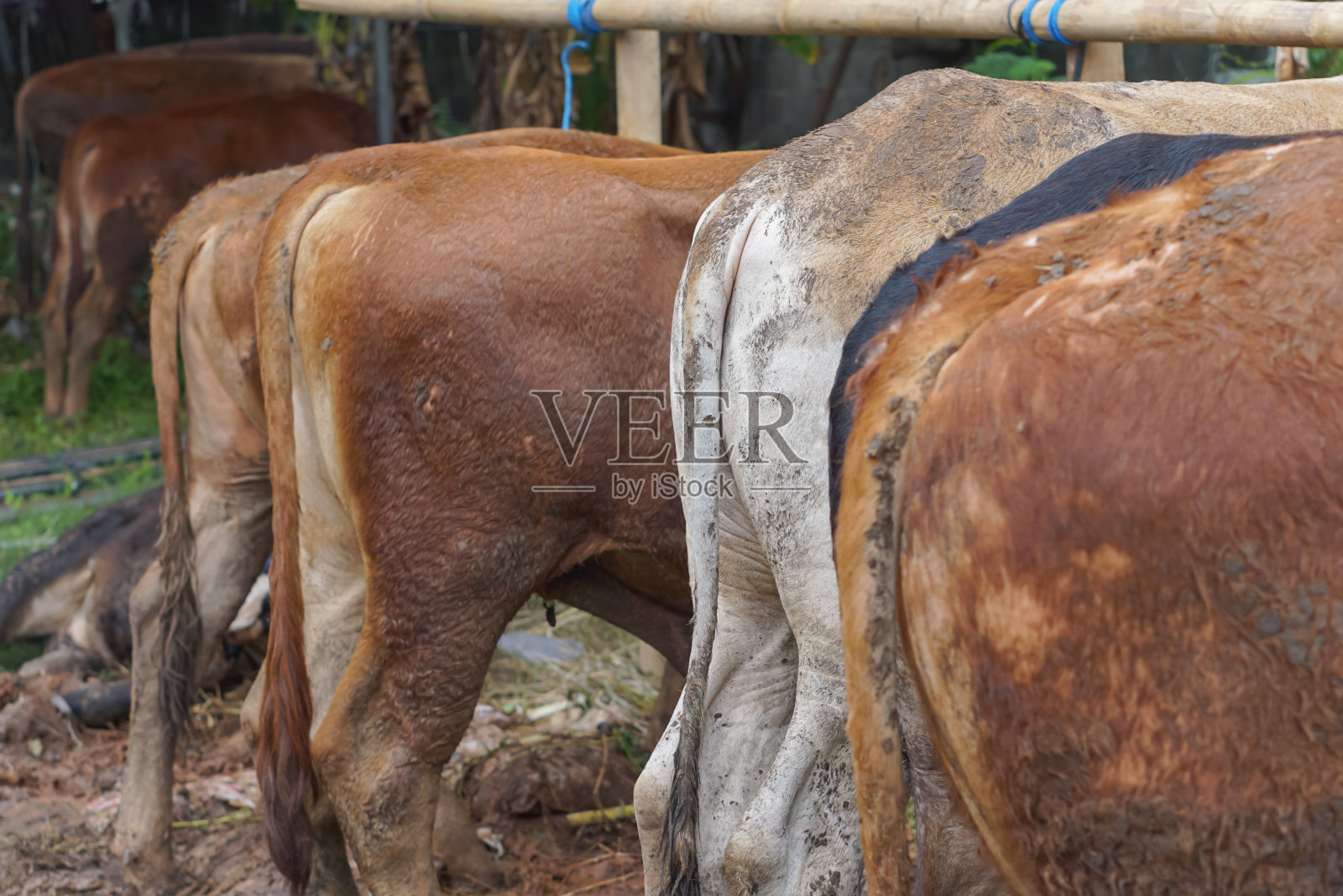动物市场上的一排牛照片摄影图片