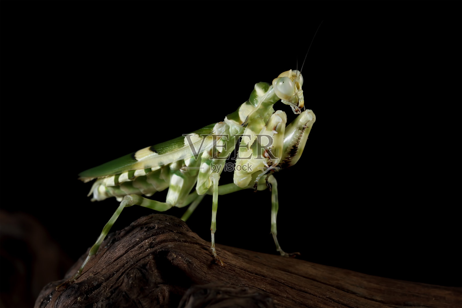 木纹花螳螂照片摄影图片