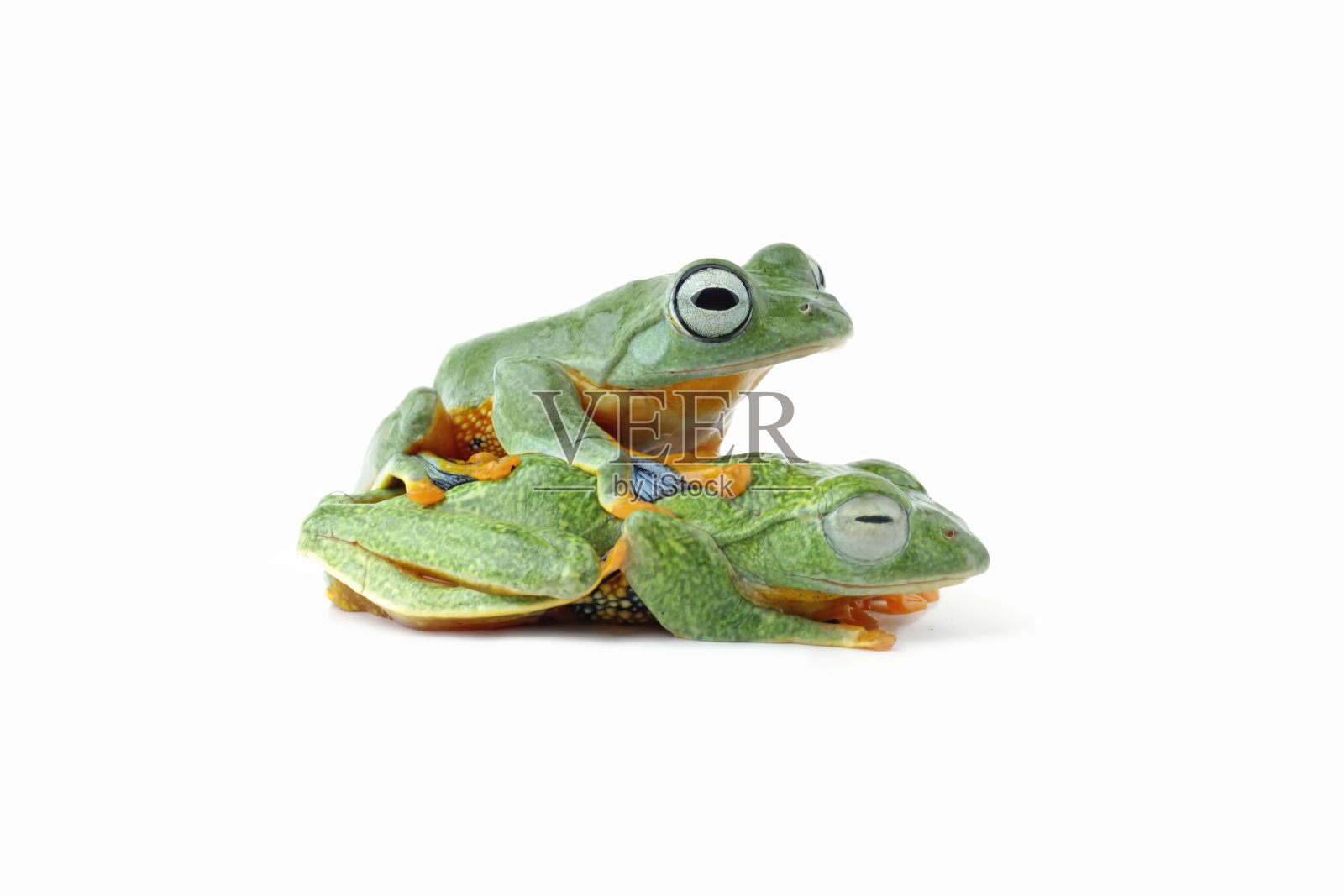 白底分离的飞树蛙，rewardrachophorus照片摄影图片