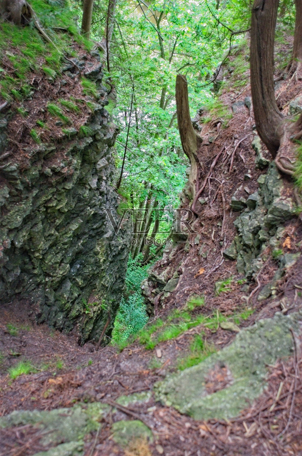 狭窄的岩石峡谷，绿树成荫照片摄影图片