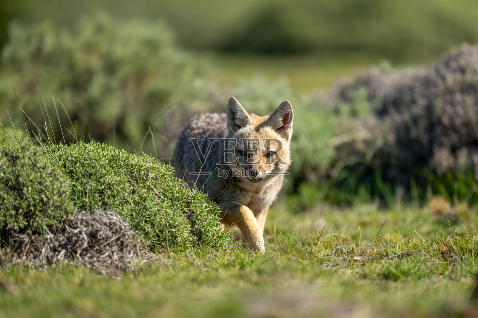 南美灰狐狸走向镜头照片摄影图片