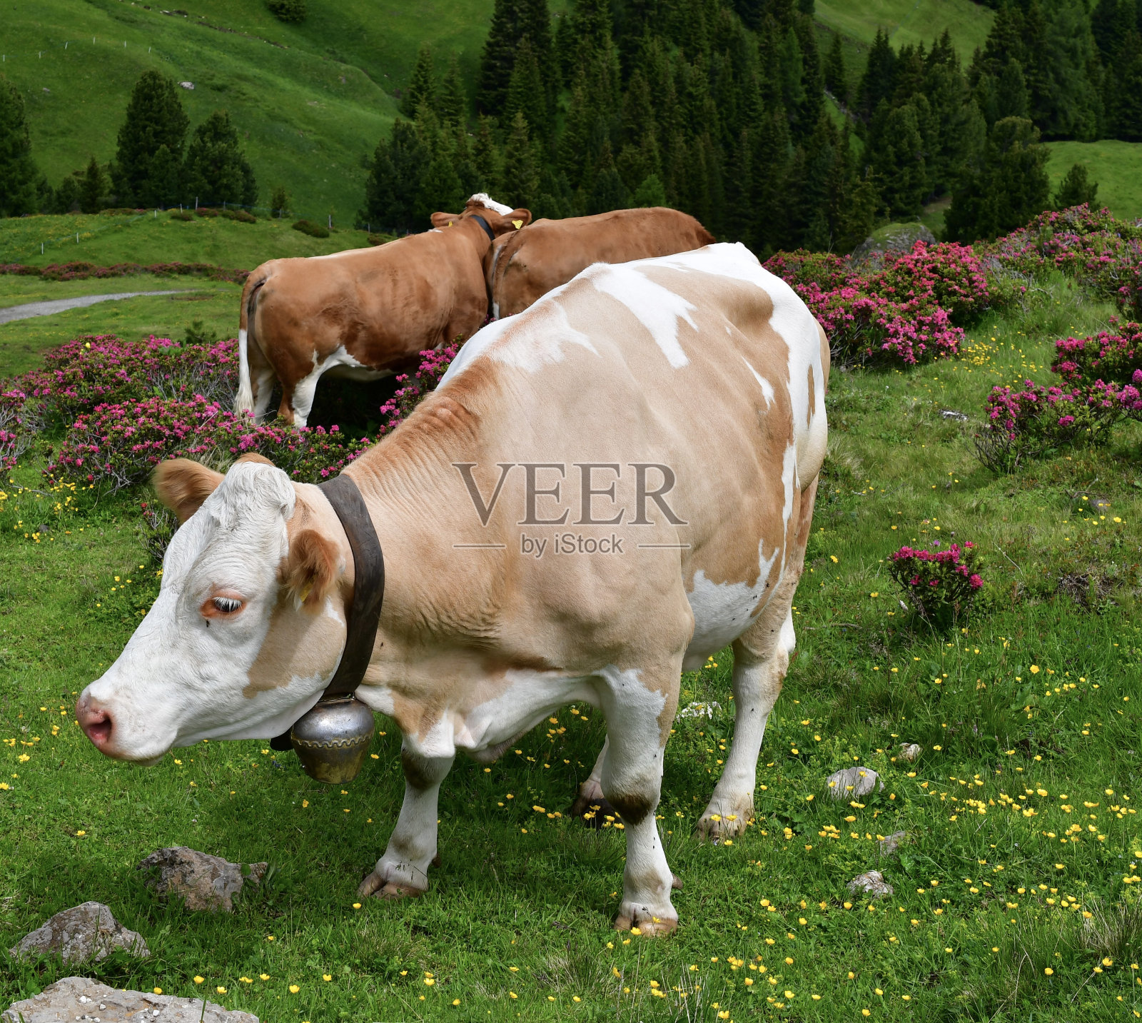 奶牛在南蒂罗尔的Alpe di Siusi草地上照片摄影图片