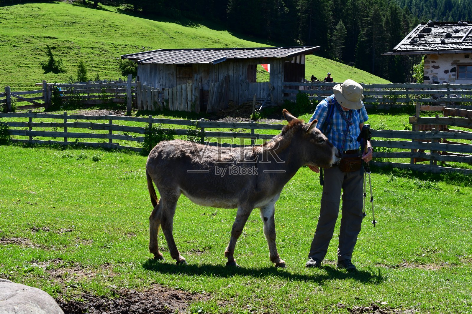 一名男子在南蒂罗尔的Völs am Schlern附近抚摸一头驴照片摄影图片