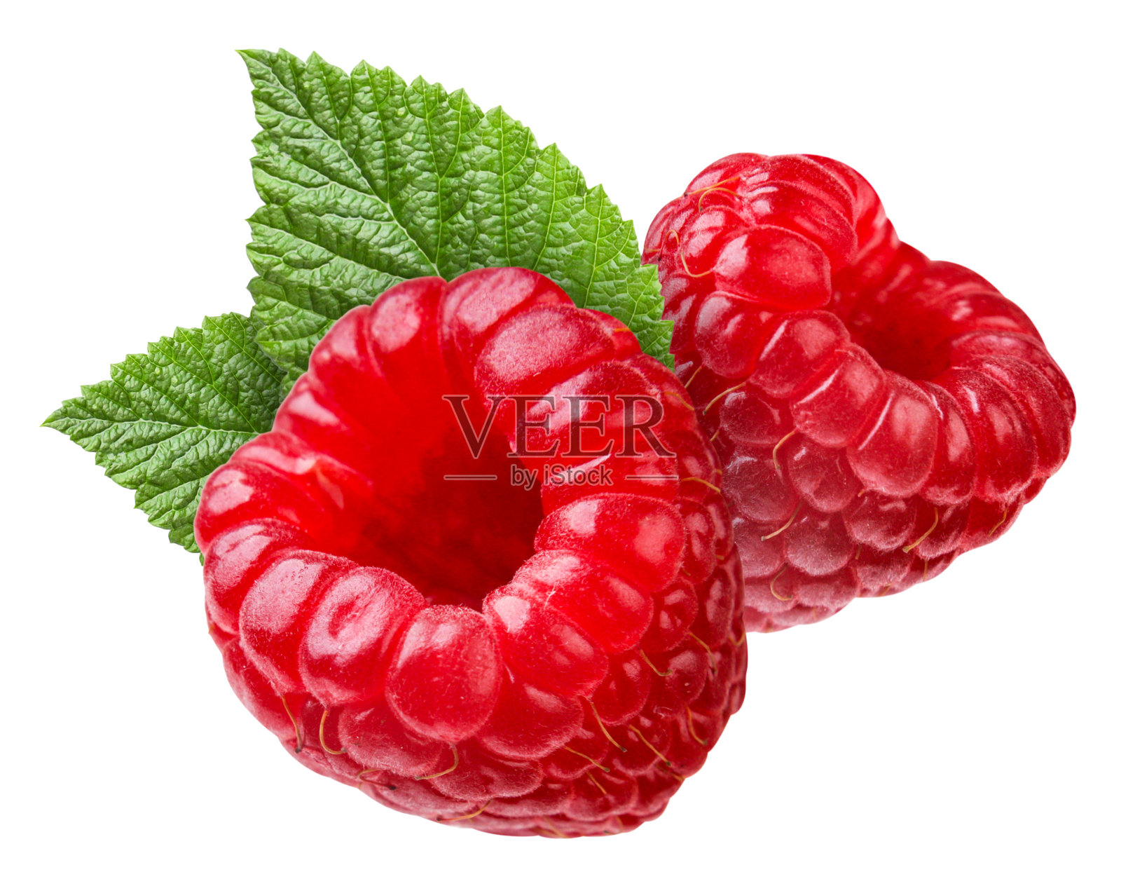 树莓叶特写在白色背景上。孤立的照片摄影图片