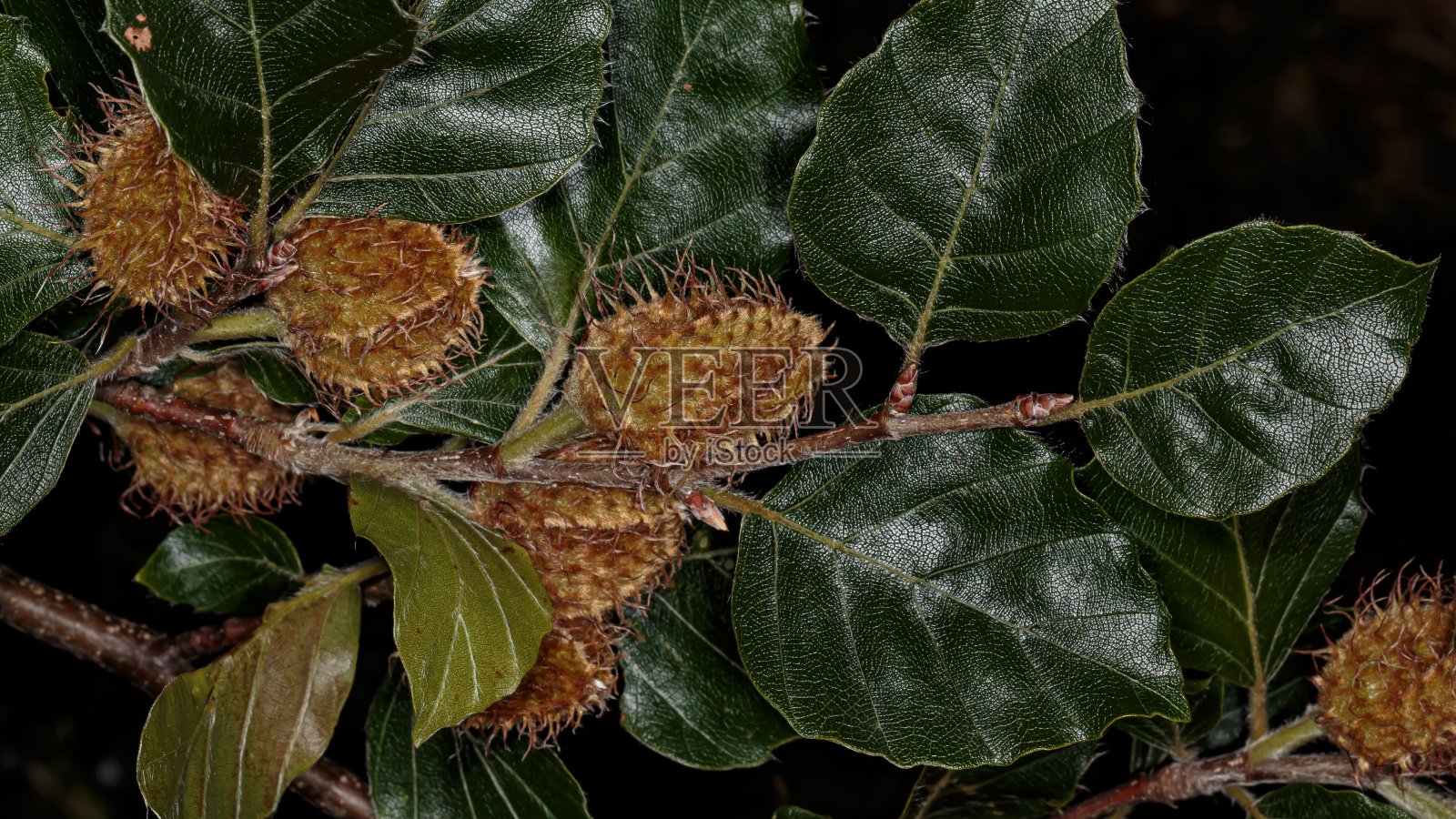 树枝上的山毛榉坚果。照片摄影图片