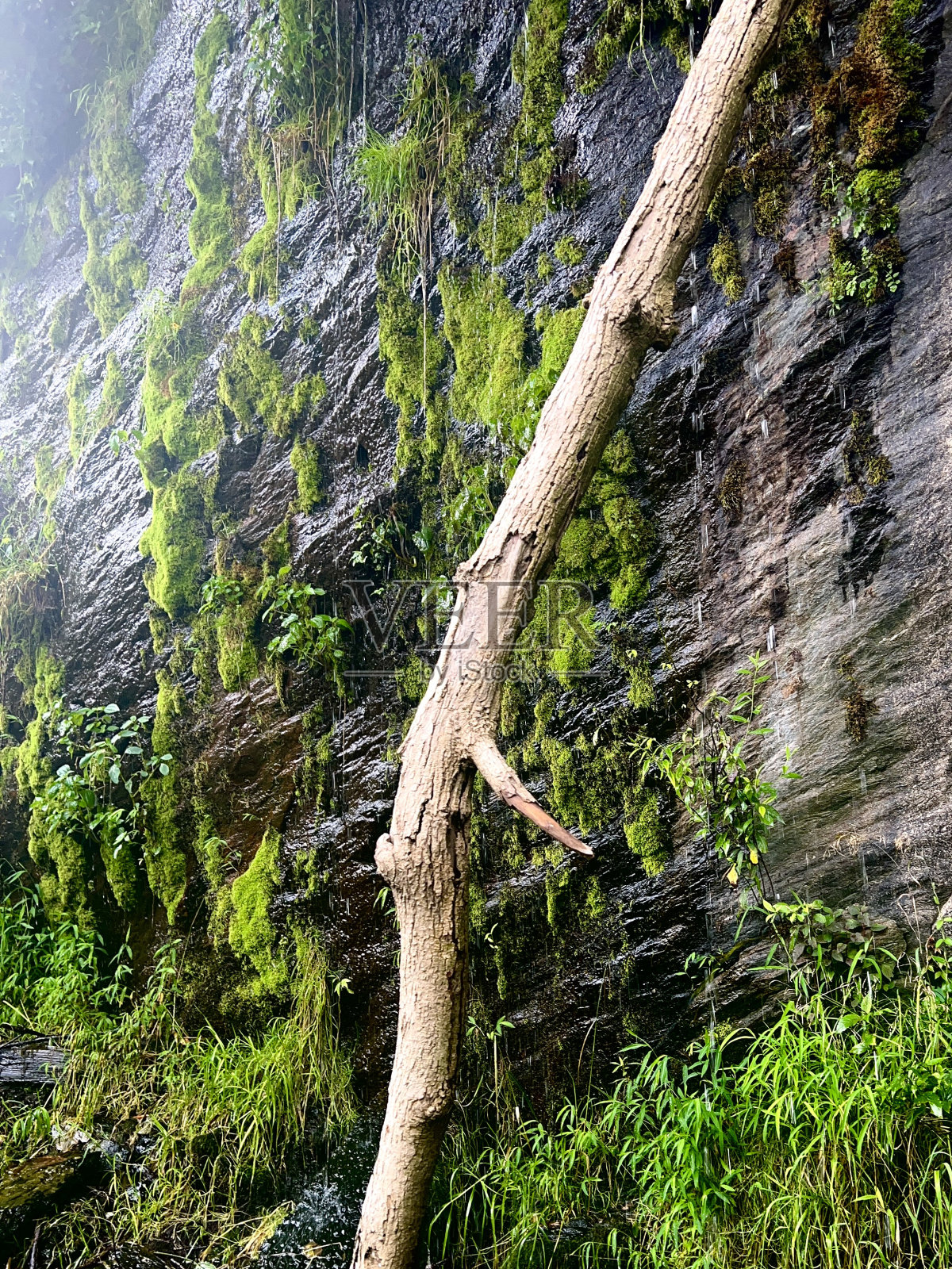 长满青苔的瀑布照片摄影图片