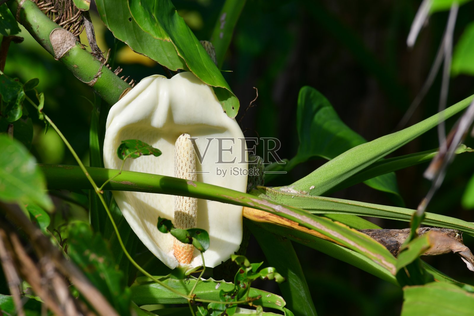 热带花卉照片摄影图片