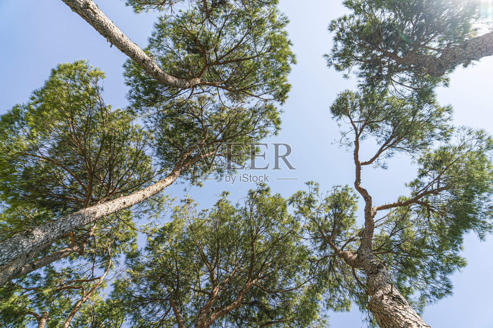 详细的树枝照片摄影图片