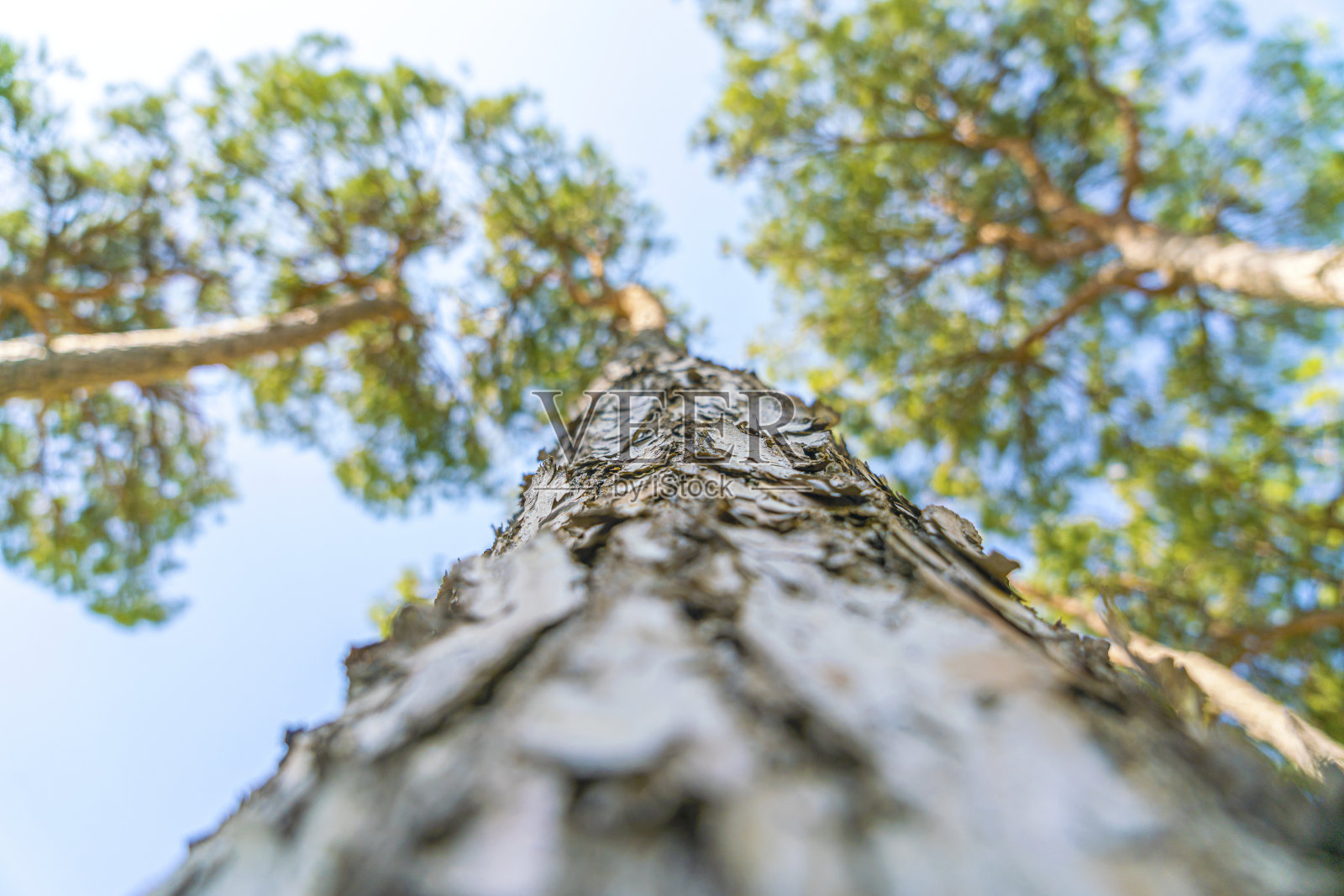 眺望树木方向的天空照片摄影图片