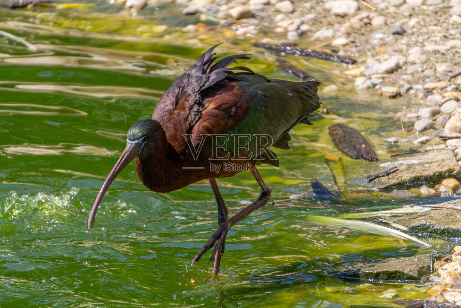 栗边朱鹭，大型涉禽，大型水鸟。在一个美丽的阳光明媚的夏日，野生朱鹭在水面上漫步。一只鸟在水中用长长的大喙寻找鱼照片摄影图片