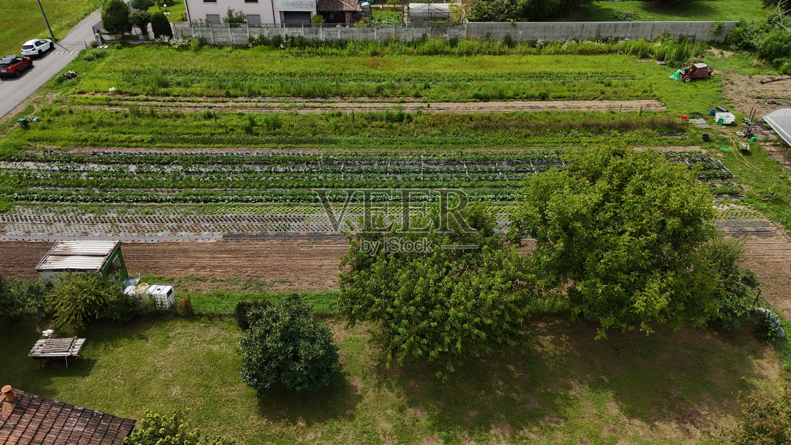 种植场照片摄影图片