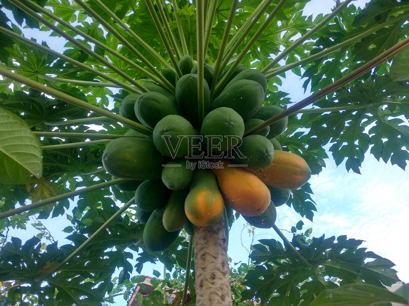 果实木瓜树照片摄影图片