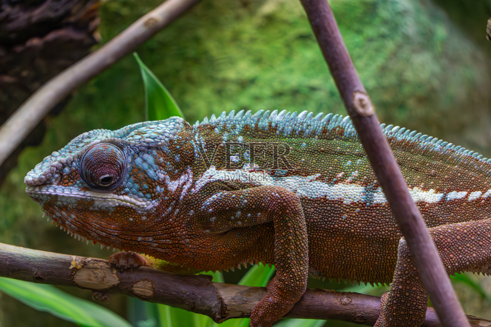 漂亮的大变色龙坐在树枝上照片摄影图片