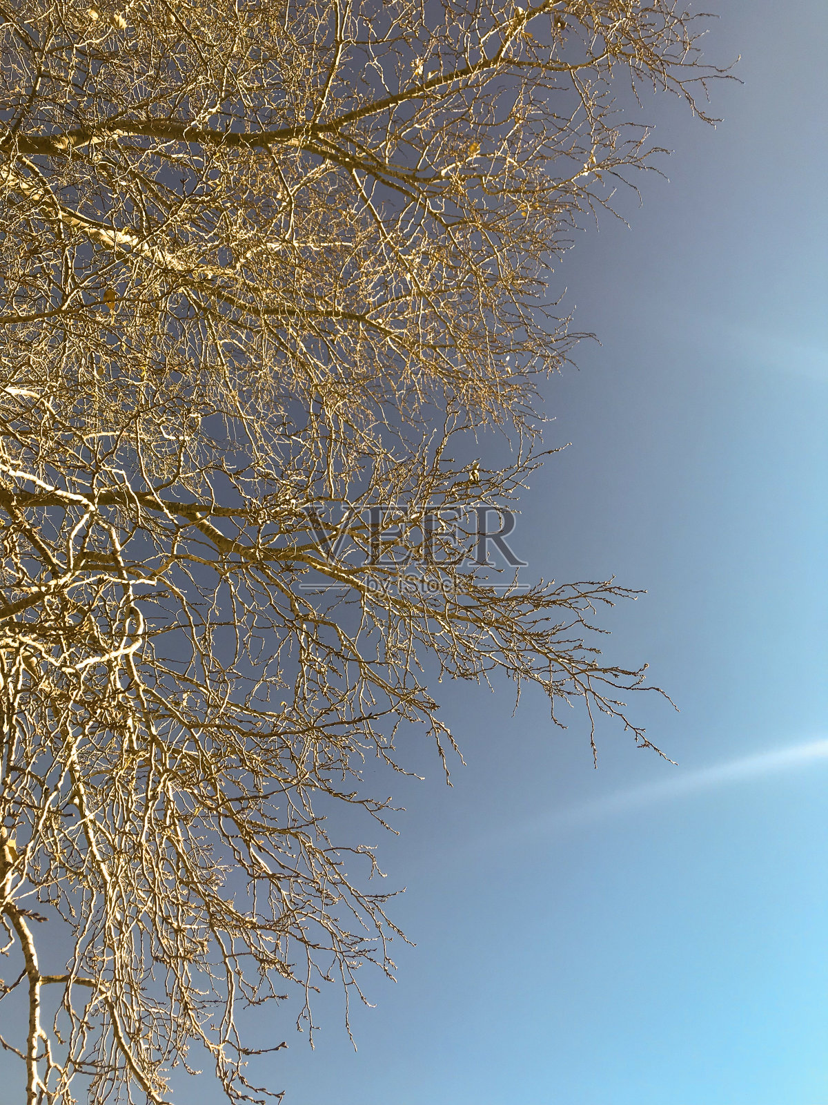 冬天晴朗天空上的树枝照片摄影图片