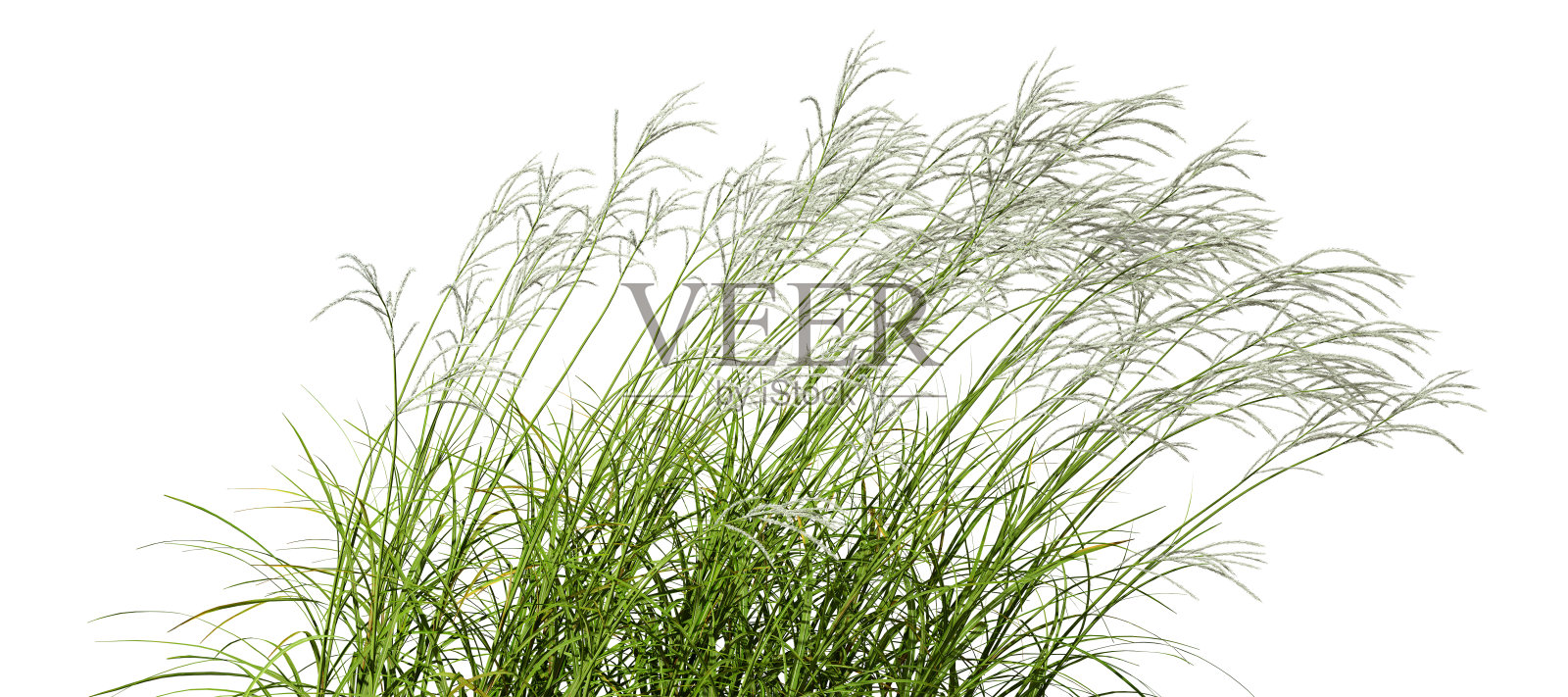 自然草地流动的运动孤立的白色背景3d插图照片摄影图片