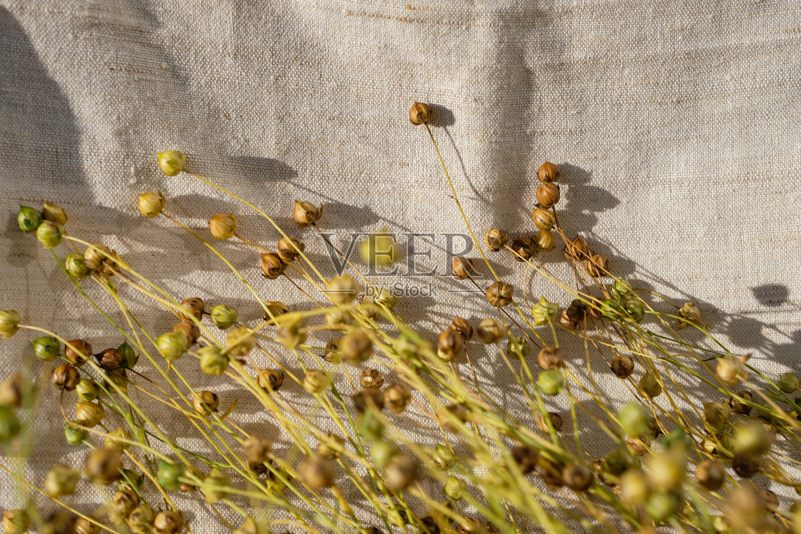 亚麻籽荚。亚麻布。金色的小时。照片摄影图片