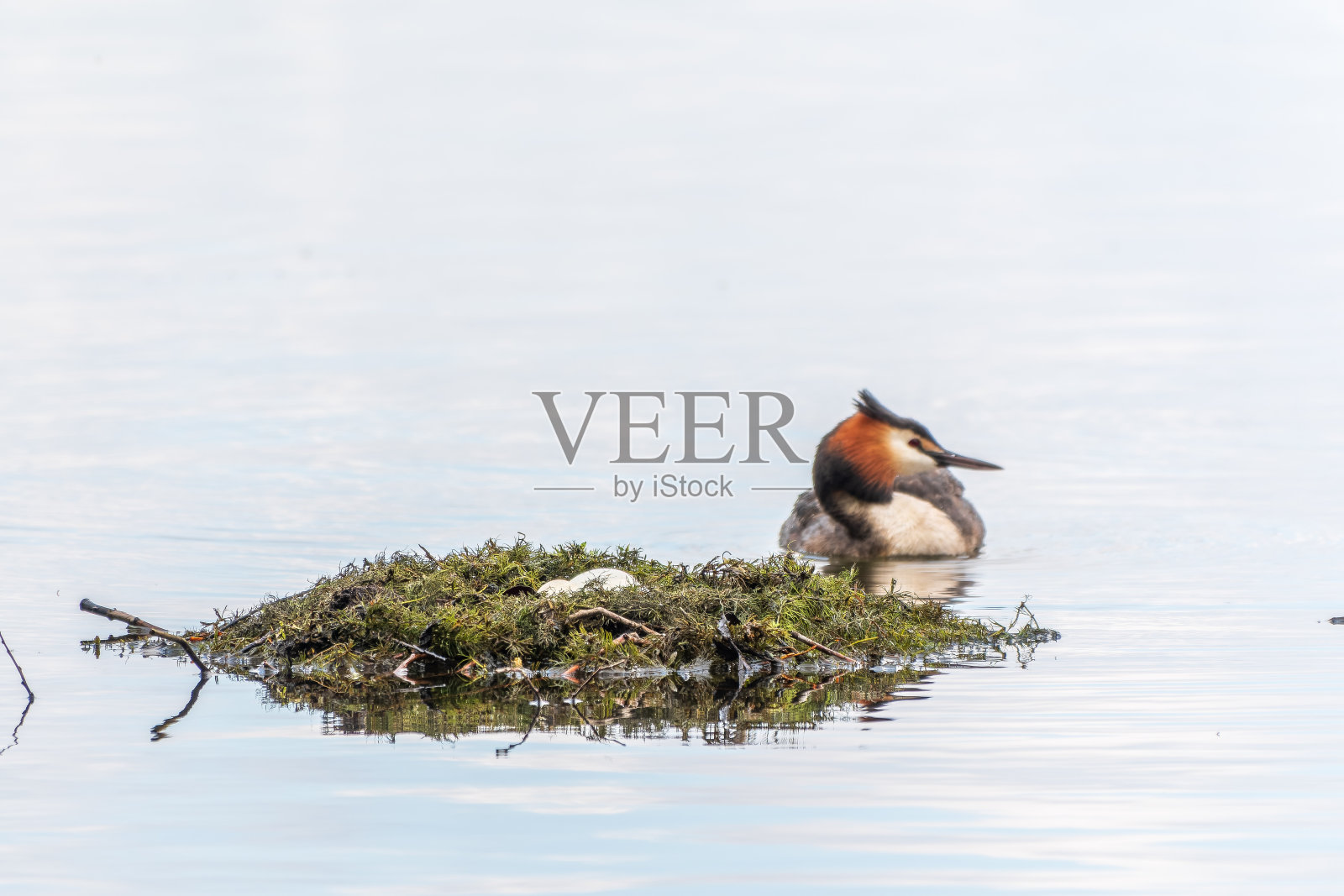 水鸟大冠Grebe带着蛋在鸟巢附近的湖里游泳照片摄影图片