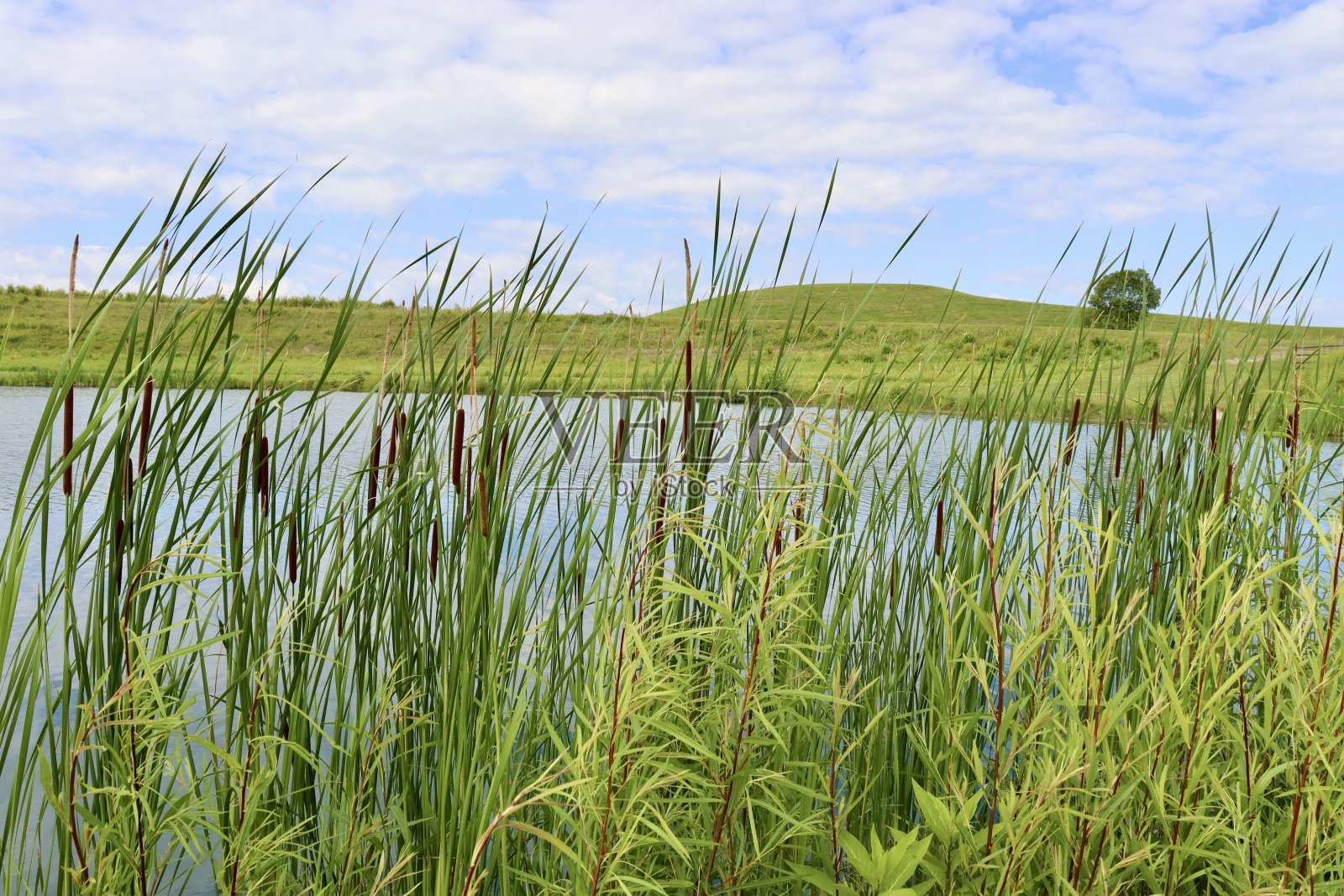 湖穿过香蒲照片摄影图片