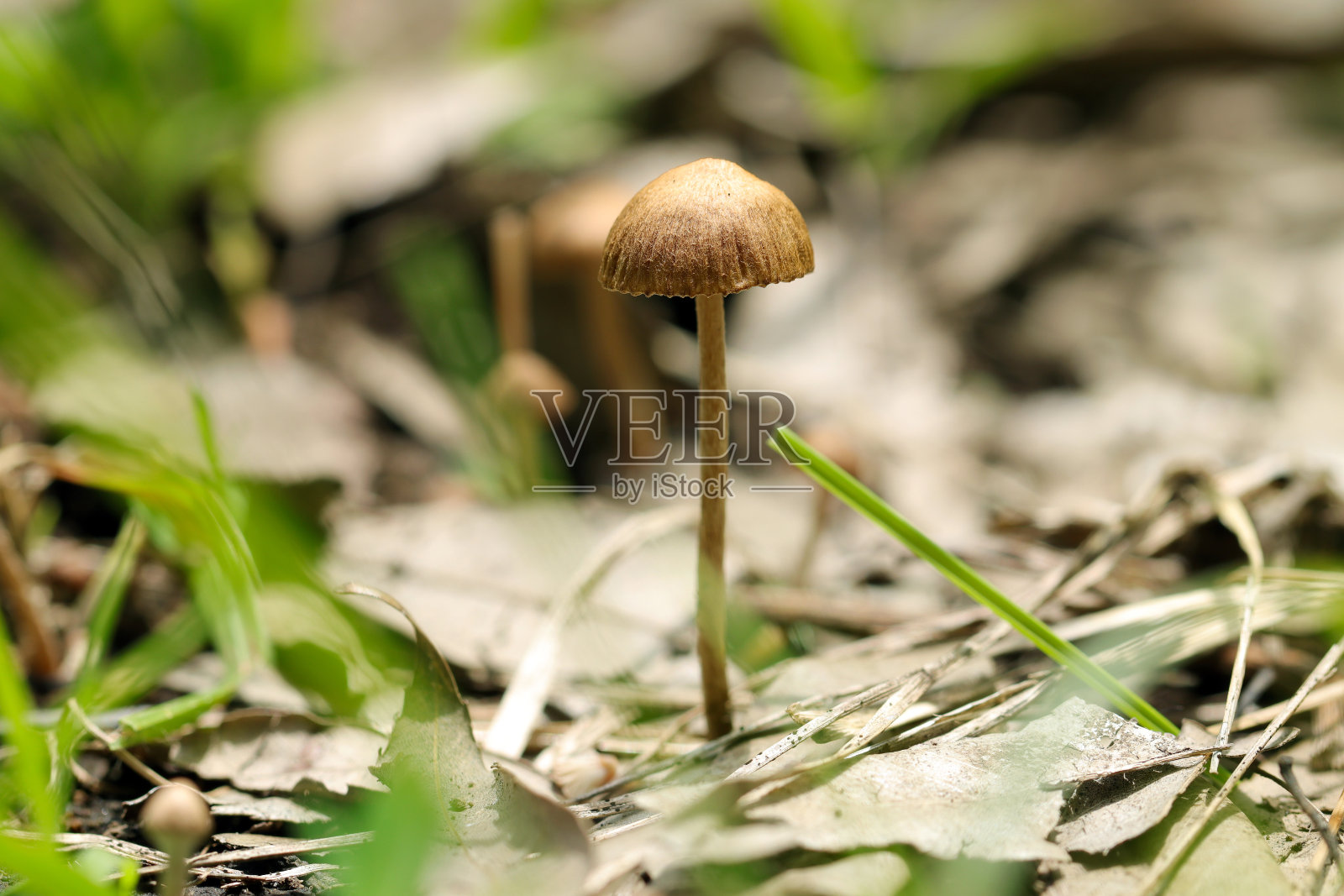 泪寡妇菇(泪寡妇菇)。生长在人们熟悉的地方，如花园、空地和绿地(野生动物特写微距照片)照片摄影图片