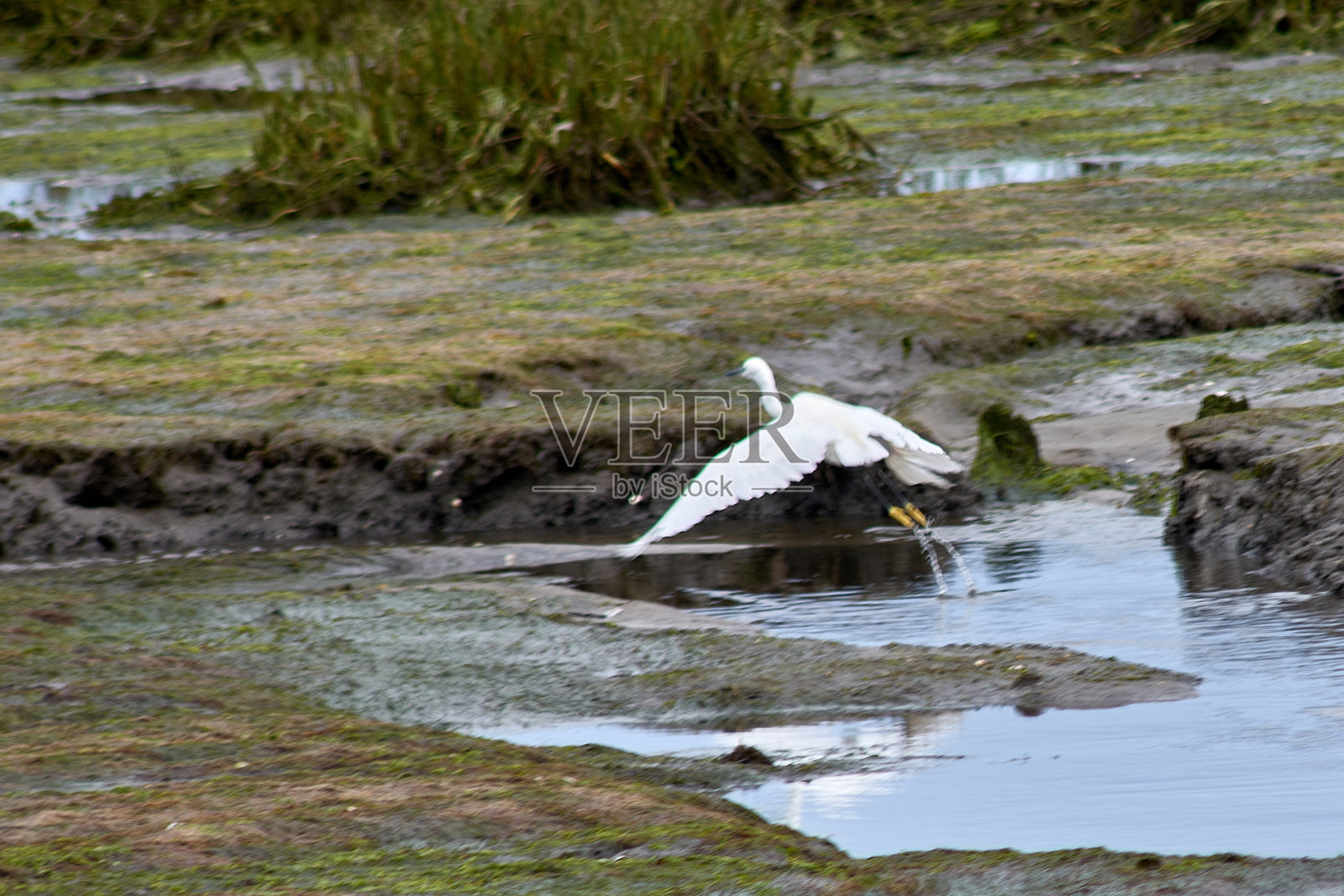 在西班牙蓬特维德拉的拉马洛萨，苍鹭带着水花飞行照片摄影图片