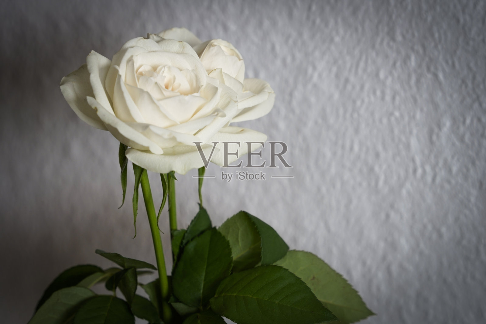 白色背景上的白玫瑰照片摄影图片