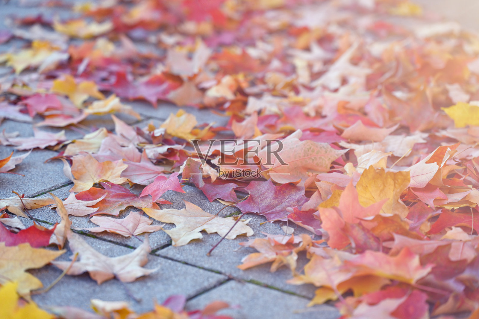 秋天的落叶照片摄影图片