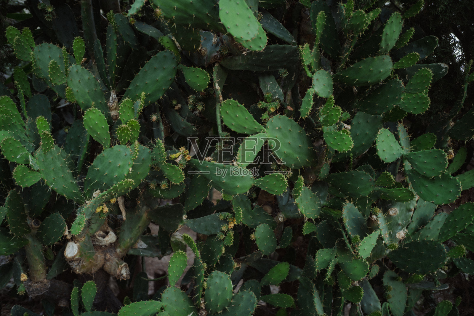 绿色的仙人掌照片摄影图片